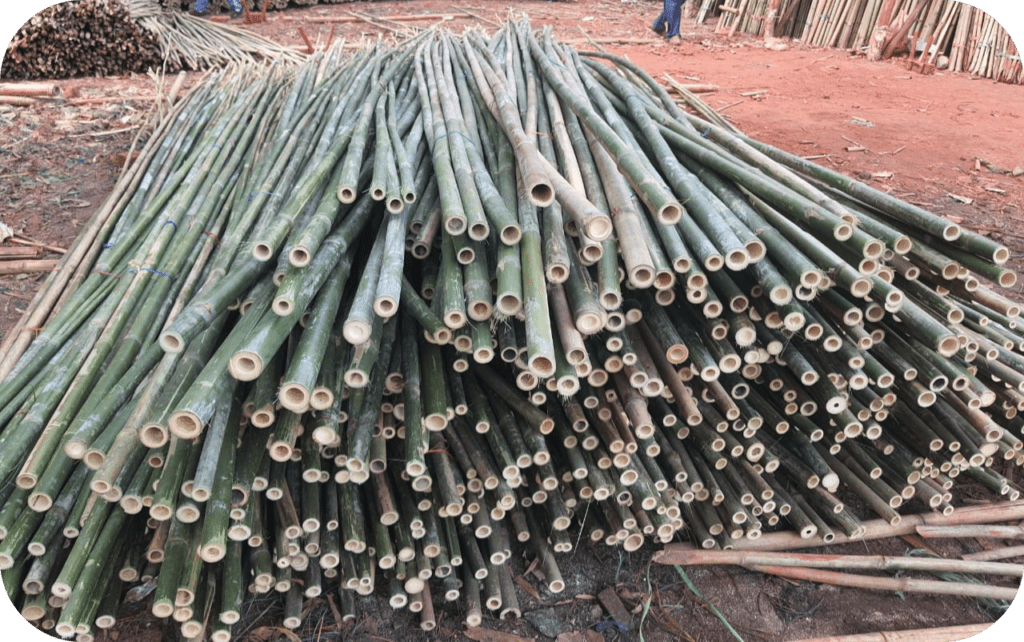 Bamboo Poles